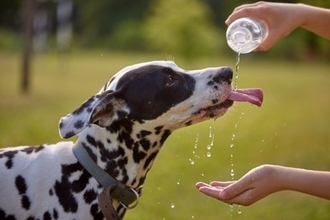 犬が『お水を飲まない』原因5選　水分不足による危険な症状や脱水を防ぐための対処法まで