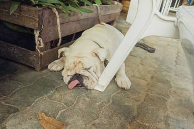犬が『お水を飲まない』原因5選　水分不足による危険な症状や脱水を防ぐための対処法まで