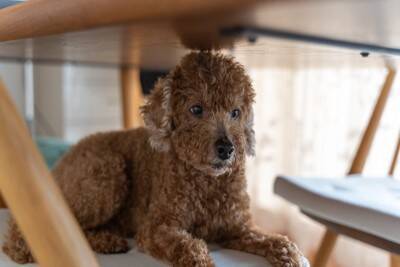 犬が『テーブルの下に隠れる』心理4つ　愛犬が出てこないときにすべき適切な対応まで