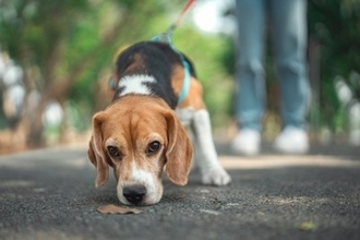 犬が『トイレ』を我慢しているサインとは？限界まで耐えてしまう理由や対処法まで解説