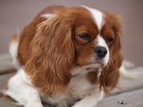 犬が『ワガママな性格になる』絶対NG行為5選　愛犬からの要求に対する適切な対応まで
