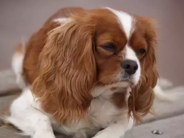 犬が『ワガママな性格になる』絶対NG行為5選　愛犬からの要求に対する適切な対応まで