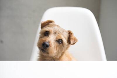 犬が『ワガママな性格になる』絶対NG行為5選　愛犬からの要求に対する適切な対応まで