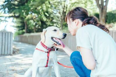犬が『ワガママな性格になる』絶対NG行為5選　愛犬からの要求に対する適切な対応まで