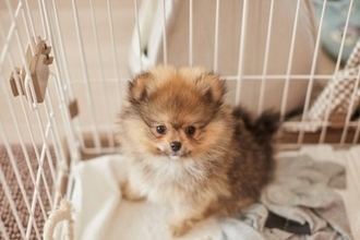 愛犬が幸せに暮らすための『重要なポイント』4つ　飼い主が知っておくべき心得とは？