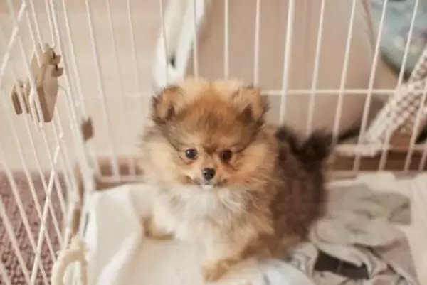 愛犬が幸せに暮らすための『重要なポイント』4つ　飼い主が知っておくべき心得とは？