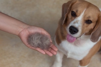 犬の『抜け毛』は再利用することができる？おすすめの活用方法や注意点までご紹介