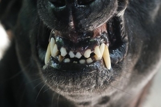 犬が飼い主に向かって『唸る』理由3つ　反抗的な態度をみせるのはなぜ？適切なしつけまで