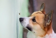 犬が食べてしまうと『危険な虫』7選　誤食を防ぐ方法はあるの？散歩時の注意点まで