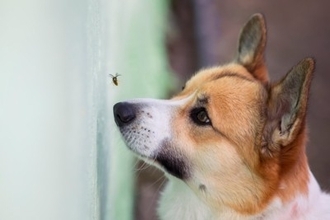 犬が食べてしまうと『危険な虫』7選　誤食を防ぐ方法はあるの？散歩時の注意点まで