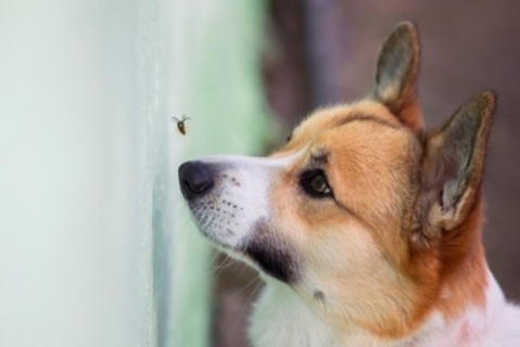犬が食べてしまうと『危険な虫』7選　誤食を防ぐ方法はあるの？散歩時の注意点まで
