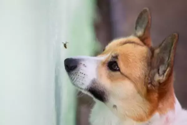 犬が食べてしまうと『危険な虫』7選　誤食を防ぐ方法はあるの？散歩時の注意点まで