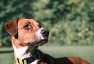 犬が食べてしまうと『危険な虫』7選　誤食を防ぐ方法はあるの？散歩時の注意点まで