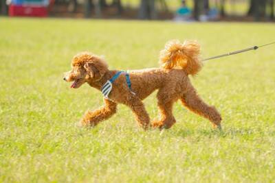 犬が食べてしまうと『危険な虫』7選　誤食を防ぐ方法はあるの？散歩時の注意点まで