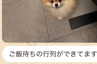 突然、妻からLINEで送られた『犬の写真』→確認してみたら…あまりにも愛おしい光景に反響「ポーズがｗｗ」「なんちゅう恰好してるのｗ」