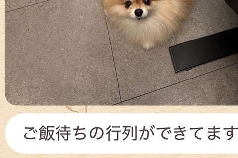 突然、妻からLINEで送られた『犬の写真』→確認してみたら…あまりにも愛おしい光景に反響「ポーズがｗｗ」「なんちゅう恰好してるのｗ」