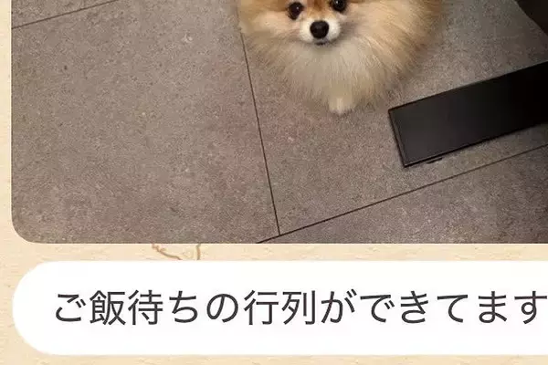 突然、妻からLINEで送られた『犬の写真』→確認してみたら…あまりにも愛おしい光景に反響「ポーズがｗｗ」「なんちゅう恰好してるのｗ」