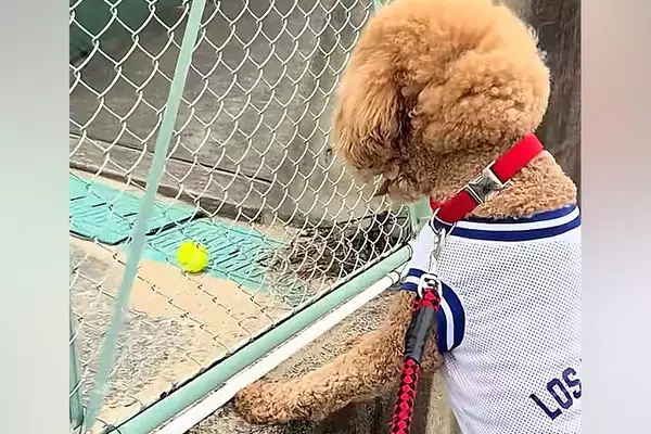『どうしてもボールが欲しい』と訴える犬→テニス中のおじさんが見かねて…微笑ましすぎる『神対応』に絶賛「なんて優しい世界」「気持ち通じた」