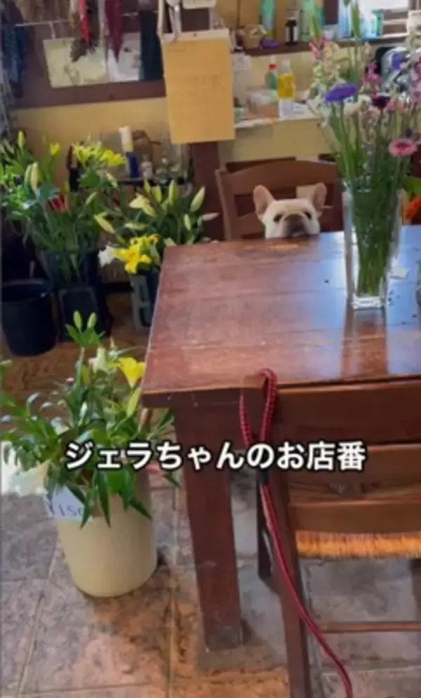 犬が『お店番』をした結果…ゆる過ぎる"お客さん待ちポジション"が可愛すぎると22万1000再生「店長ゆるいｗ」「毎日通いたい」と悶絶の声