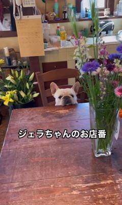 犬が『お店番』をした結果…ゆる過ぎる"お客さん待ちポジション"が可愛すぎると22万1000再生「店長ゆるいｗ」「毎日通いたい」と悶絶の声