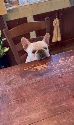 犬が『お店番』をした結果…ゆる過ぎる"お客さん待ちポジション"が可愛すぎると22万1000再生「店長ゆるいｗ」「毎日通いたい」と悶絶の声
