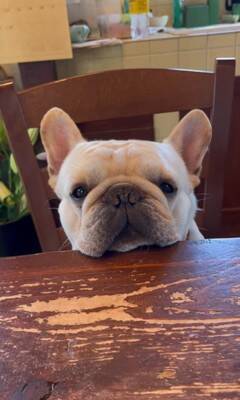 犬が『お店番』をした結果…ゆる過ぎる"お客さん待ちポジション"が可愛すぎると22万1000再生「店長ゆるいｗ」「毎日通いたい」と悶絶の声