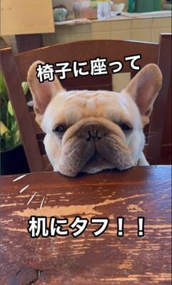 犬が『お店番』をした結果…ゆる過ぎる"お客さん待ちポジション"が可愛すぎると22万1000再生「店長ゆるいｗ」「毎日通いたい」と悶絶の声