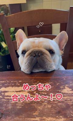 犬が『お店番』をした結果…ゆる過ぎる"お客さん待ちポジション"が可愛すぎると22万1000再生「店長ゆるいｗ」「毎日通いたい」と悶絶の声