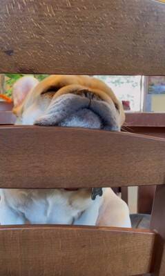 犬が『お店番』をした結果…ゆる過ぎる"お客さん待ちポジション"が可愛すぎると22万1000再生「店長ゆるいｗ」「毎日通いたい」と悶絶の声