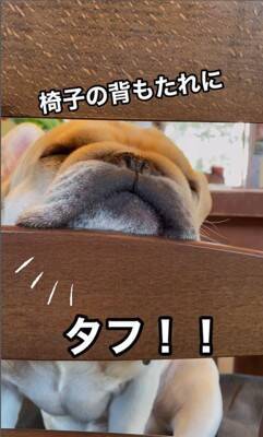 犬が『お店番』をした結果…ゆる過ぎる"お客さん待ちポジション"が可愛すぎると22万1000再生「店長ゆるいｗ」「毎日通いたい」と悶絶の声