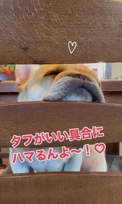 犬が『お店番』をした結果…ゆる過ぎる"お客さん待ちポジション"が可愛すぎると22万1000再生「店長ゆるいｗ」「毎日通いたい」と悶絶の声