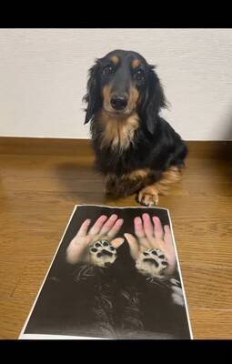 『プリンターの上に犬を乗せてコピーしてみた』結果…印刷された『可愛すぎる姿』が78万再生「待ってる顔が最高」「いいアイデア」と絶賛