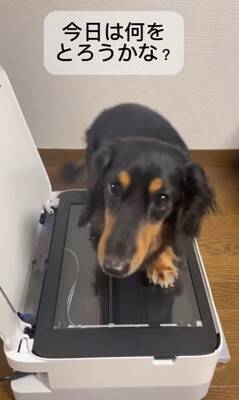 『プリンターの上に犬を乗せてコピーしてみた』結果…印刷された『可愛すぎる姿』が78万再生「待ってる顔が最高」「いいアイデア」と絶賛