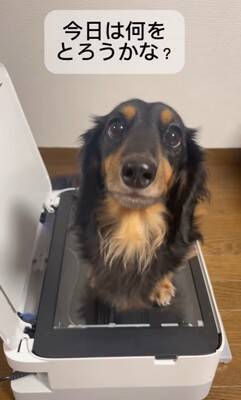 『プリンターの上に犬を乗せてコピーしてみた』結果…印刷された『可愛すぎる姿』が78万再生「待ってる顔が最高」「いいアイデア」と絶賛