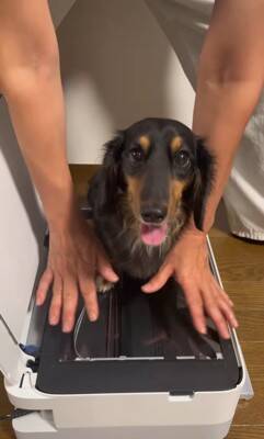 『プリンターの上に犬を乗せてコピーしてみた』結果…印刷された『可愛すぎる姿』が78万再生「待ってる顔が最高」「いいアイデア」と絶賛