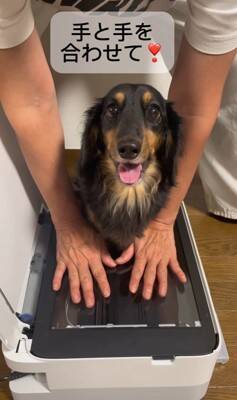 『プリンターの上に犬を乗せてコピーしてみた』結果…印刷された『可愛すぎる姿』が78万再生「待ってる顔が最高」「いいアイデア」と絶賛