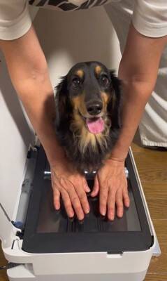 『プリンターの上に犬を乗せてコピーしてみた』結果…印刷された『可愛すぎる姿』が78万再生「待ってる顔が最高」「いいアイデア」と絶賛