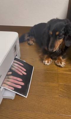 『プリンターの上に犬を乗せてコピーしてみた』結果…印刷された『可愛すぎる姿』が78万再生「待ってる顔が最高」「いいアイデア」と絶賛