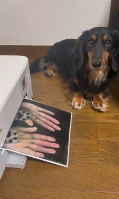 『プリンターの上に犬を乗せてコピーしてみた』結果…印刷された『可愛すぎる姿』が78万再生「待ってる顔が最高」「いいアイデア」と絶賛
