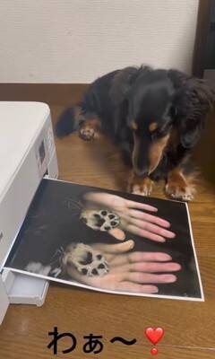 『プリンターの上に犬を乗せてコピーしてみた』結果…印刷された『可愛すぎる姿』が78万再生「待ってる顔が最高」「いいアイデア」と絶賛