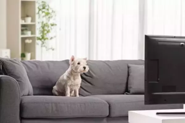 犬を『留守番させるとき』テレビはつけておくべき？電気はどうする？孤独を感じさせないポイントまで