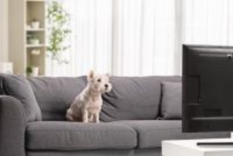 犬を『留守番させるとき』テレビはつけておくべき？電気はどうする？孤独を感じさせないポイントまで