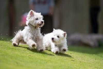 真っ白でモフモフな犬種5選　可愛すぎる特徴やお世話の注意点まで解説