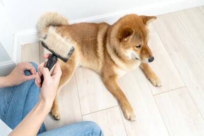 『寒さに強い』犬種5選　防寒対策は必要ないの？迎える際に知っておくべきことまで