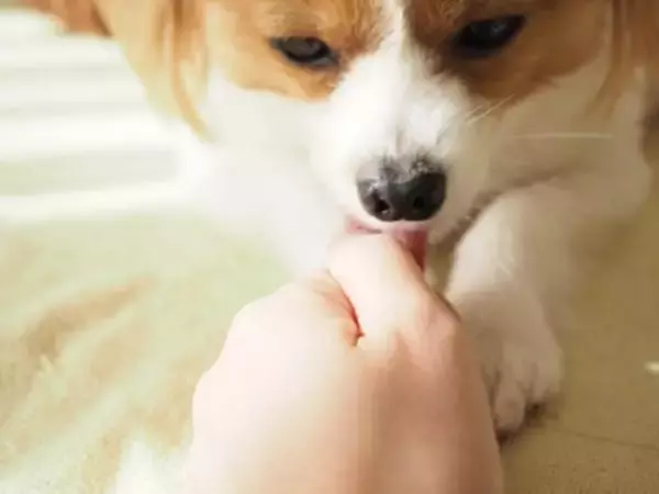 犬が『人を噛んだ後に舐める』心理５選　どんな意味があるの？飼い主がすべき対応まで