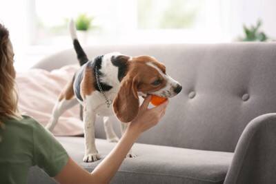 犬が『人を噛んだ後に舐める』心理５選　どんな意味があるの？飼い主がすべき対応まで