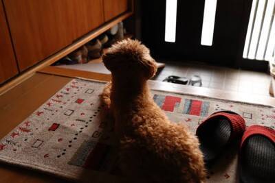 犬が『留守番できなくなる』飼い主の行動5つ　苦手を助長するNG行為や安心して待たせるコツまで