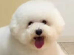 夫に犬をトリミングに連れて行くよう頼んだ結果→まるで別の動物…？衝撃的な姿で帰ってきた光景が115万再生「満足そうで草」「センスある」