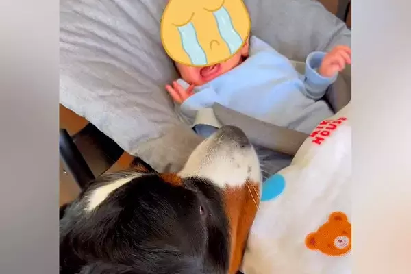 『ちょっと！大丈夫？』赤ちゃんが号泣→近くにいた超大型犬が心配して…本当の姉のような行動が10万再生「赤ちゃんも安心」「子守してる」