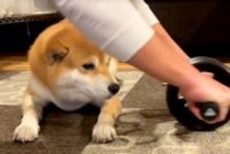 筋トレをしていたら、犬が乱入してきて…まさかの『体を張った応援』が可愛すぎると25万再生「ナイスアシストｗ」「ムギュッと潰れてて草」